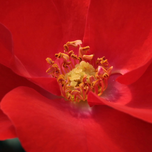 Онлайн магазин за рози - Червен - Рози Флорибунда - дискретен аромат - Pоза Фред Лоадс - Роберт А.Холмес - Перфектна изложбена роза,идеална за големи градини.Не податлива на болести.